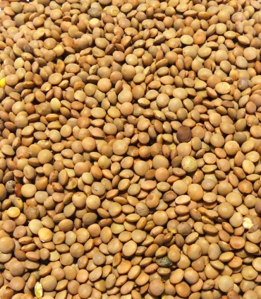 Lentilles blondes de Saint Flour France matière première - Sabarot
