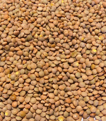Lentilles blondes bio matière première - Sabarot