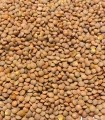 Lentilles blondes bio matière première - Sabarot