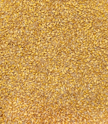 Petit Épeautre du Velay France matière première - Sabarot