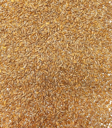 Farro matière première - Sabarot