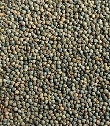 Lentille verte du Puy A.O.P. bio matière brute - Sabarot