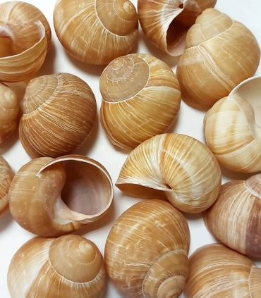 Coquilles d'escargots matière brute - Sabarot