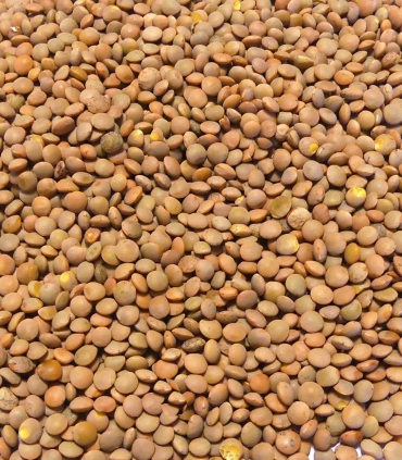 Matière première lentilles blondes sabarot
