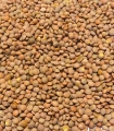 Matière première lentilles blondes sabarot