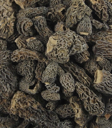 Matière première - Tête de morilles - Sabarot