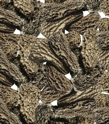 Matière première - Morilles jumbo séchées 380g - Sabarot