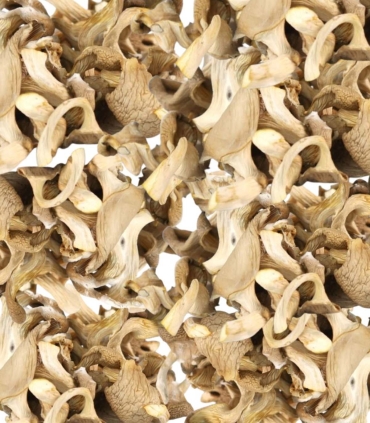 Matière brute - Pleurotes séchés 500g - Sabarot