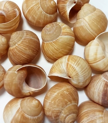 Escargots de Bourgogne 8 douzaines - Sabarot