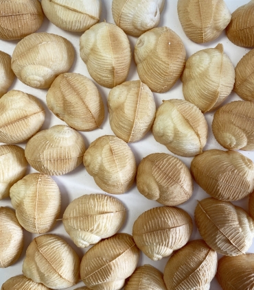 Escargots - Coquilles et croqu'in - Croqu'in Escargots - La coquille à croquer - Sabarot