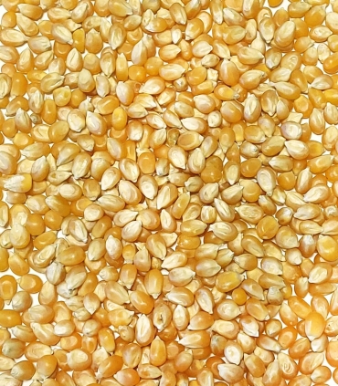 Cereals - Popcorn corn from France - Sabarot