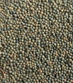 Légumes secs - Lentille verte du Puy A.O.P. - Sabarot